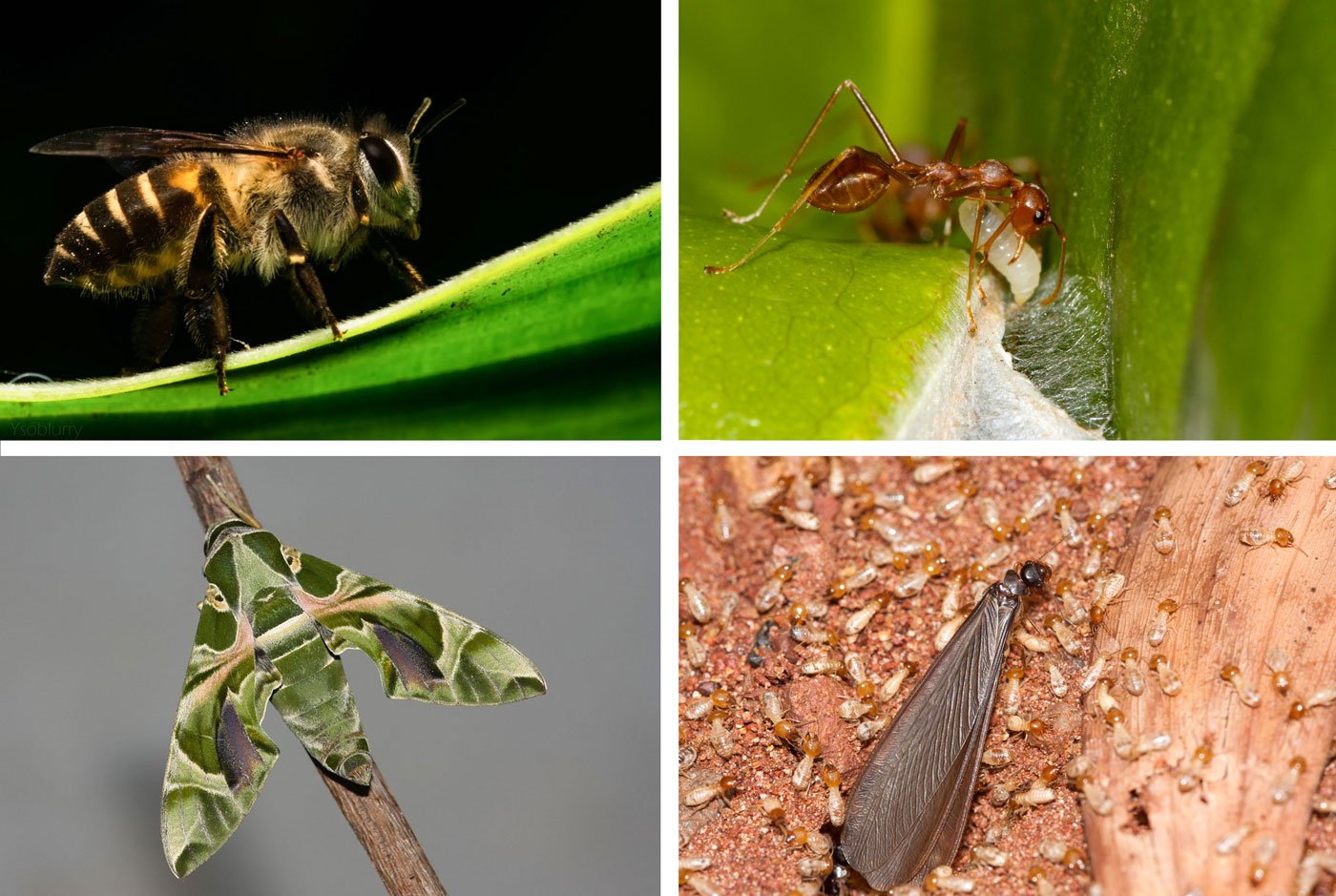 Top left: The apis cerana indica or the 'bee', resting on the oleander plant. Top right: Oecophylla smaragdina, the weaver ant, making a nest using silk produced by its young one. Bottom left: Daphnis nerii, the hawk moth, emerges at night and helps in pollination. Bottom right: Just before the rains, the winged form female termite emerges and leaves the the colony to form a new colony. The small ones are the infertile soldiers who break down organic matter like dead trees. These termites are also food for some human communities who eat it for the high protein content