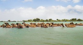 The swimming camels of Kachchh