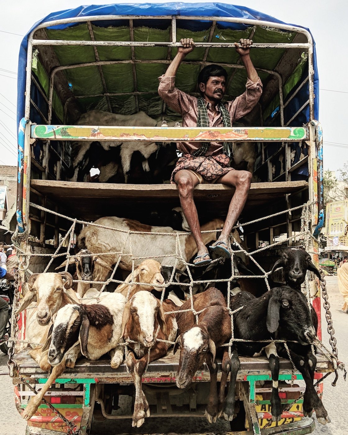 Man taking goats to the market in a truck