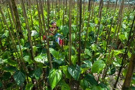 সুন্দৰবনঃ তলাবন্ধত মৌসানিত উভৈনদী খাদ্য