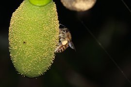 ಹವಾಮಾನ ಬದಲಾವಣೆಯ ಯುದ್ಧದಲ್ಲಿ ಕೀಟಗಳ ಹೋರಾಟ