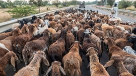 कुरुबा मेंढपाळांच्या घोंगड्याची ऊब हरपली