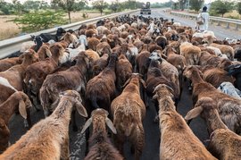 ہندوستان کے خانہ بدوش چرواہوں کے ساتھ لمبے سفر پر