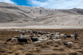 पश्मीना शॉल के धागों से बुनी ज़िंदगियों के क़िस्से