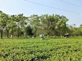 হাড়ভাঙা খাটনি, অমিল শৌচের বিরতিটুকুও