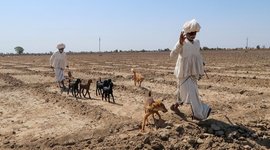 Counting sheep as grasslands shrink in Gujarat