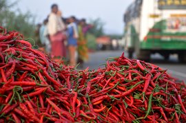 Children of the chilli fields