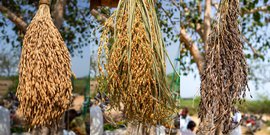 ಅವರೂ ಅನ್ನ ತಿನ್ನಲಿ