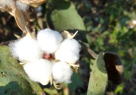 The storm brewing in India’s cotton fields