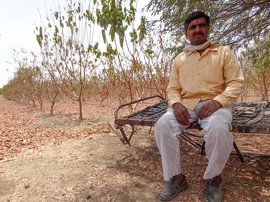 Prahlad's painful choice: cows or guavas?