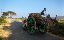 ফসল নিয়ে বান্দিপুরে ঘরের পথে