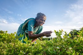 തമിഴ് നാട്ടിൽ: മല്ലികപ്പൂവുകളുടെ പിന്നിലെ പോരാട്ടങ്ങൾ