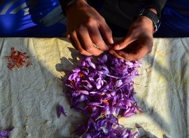 In Pulwama, a different shade of saffron