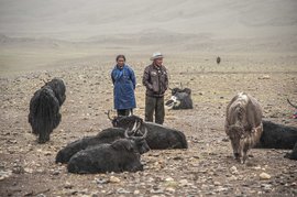 लद्दाख के चरवाहे: ‘शायद हमने पहाड़ देवता को नाराज़ कर दिया है’