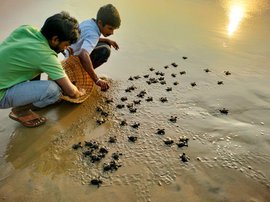 विशाखापट्टनम मं दुब्भर ओलिव रिडले कछुवा के जनम