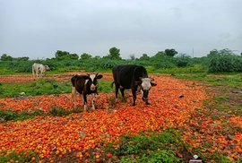 অনন্তপুৰঃ গৰুৰ পেটত কৃষকৰ কষ্টৰ ফল