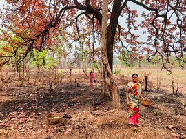 गोंदिया: महुआ, मनरेगा व पलायन के बीच कटती आदिवासियों की ज़िंदगी
