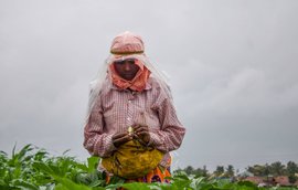 ‘കഠിനാദ്ധ്വാനം ചെയ്തിട്ടും ഞങ്ങൾക്ക് സമ്പാദിക്കാൻ കഴിയുന്നില്ല’: ഹാവേരിയിലെ സ്ത്രീകള്‍