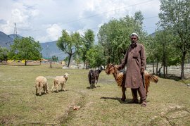 उन्हाळा आणि बर्फाच्या कचाट्यात सापडलेले बकरवाल