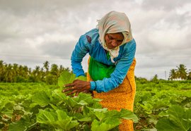 ہاویری: امیدوں کے بیج پر منحصر رتنوّا کی زندگی