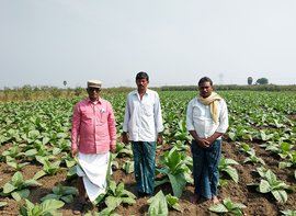 Tobacco farming’s last puff in Prakasam
