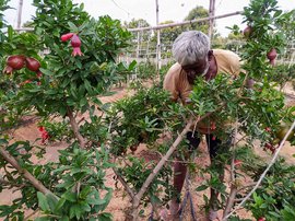 Pomegranates are losing their shine