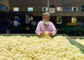 கர்நாடகாவின் பட்டுக்கோட்டையில் தத்தளிக்கும் பட்டுப்புழு விவசாயிகள்