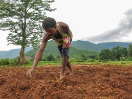 ഒഡീഷയിൽ കാലാവസ്ഥാ പ്രതിസന്ധിയുടെ വിത്തുകൾ വിതയ്ക്കുന്നു