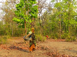 Slowly dropped the mahua in Umaria