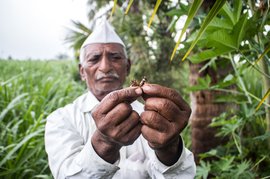 जांभली में अरंडी के तेल की आख़िरी बूंदें