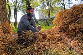 In Kashmir, no migrants to reap rice harvest