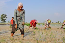 In Punjab: holidays spent labouring in the fields