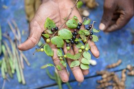 বাংগালামেডুৰ মাটিৰ তলৰ পৰা খান্দি উলিওৱা সম্পদ