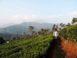 ’சிந்திச்சு நடைபோடு. தங்கம் கிடைக்கும்’