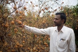 மராத்வாதாவின்  பிழியப்பட்ட சாத்துக்குடிகள்