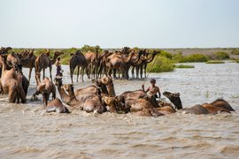 जामनगर के ‘तइराक ऊंट’ बुड़े ला धरिन