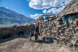 झंस्कर खोऱ्यात याकपालकांचा उष्णतेशी मुकाबला