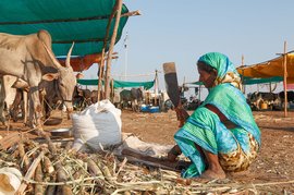 आख़िरकार 8,000 मवेशियों के साथ-साथ चिमनाबाई को भी चारा मिल गया