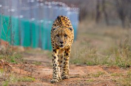 Kuno’s caged cheetahs and exiled Adivasis