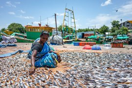 மீன் உலர்த்துதலும் காய்ந்து கொண்டிருக்கும் அதிர்ஷ்டமும்