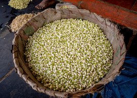 Madurai, its market, and the miraculous malli