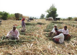 कोरोना महामारी और लॉकडाउन के बीच गन्ने की कटाई