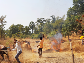 এক ওয়ারলি জনপদে বিগত দীপাবলির স্মৃতি