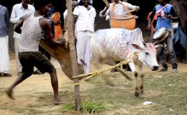 ପାର୍କିଡିହରେ ଗାଈମାନେ ଯେତେବେଳେ ଘରକୁ ଆସନ୍ତି