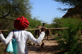 The Raikas of Rajasthan