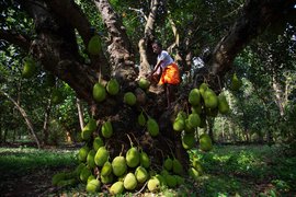 ତାମିଲନାଡ଼ୁରେ ଗଛର କାଠ କହୁଛି କାହାଣୀ