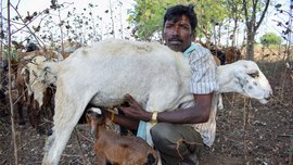 ঘরমুখো নয় যখন গ্রামের পথ