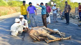 कांजीहौस के सदमा ले उबरे ला जूझत कच्छी ऊंट