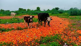 अनंतपूरच्या गायींना टोमॅटोंची मेजवानी