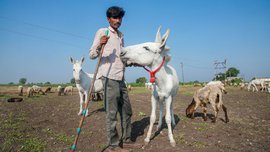 गाढवाचं दूध ७ ,००० रुपये लिटर?